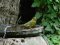 Φλώρι (αρσενικό) - Greenfinch (male)