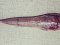Καπόνι  -  Red Gurnard