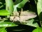 Anacridium aegyptium [Egyptian Locust]