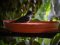 Κότσυφας (αρσενικός) - Blackbird (male)
