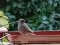 Καρβουνιάρης - Black Redstart
