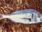 Λυθρίνι - Common Sea-Bream