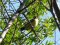 Καλόγερος (νεαρός) - Great Tit (juvenile)