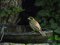 Αμπελουργός - Black-headed Bunting