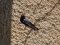 Χελιδόνι - Barn Swallow  