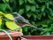 Καρβουνιάρης - Black Redstart