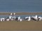 (Κιτρινοπόδηδες) Γλάροι  -  Yellow-legged Gulls