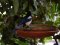 Καρακάξα - Magpie