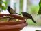 Μαυροσκούφης εναντίον Καλόγερου - Blackcap vs Great Tit
