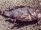 Γατσός - Brown Scorpionfish