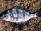 Σκαθάρι  -  Black Sea-Bream 