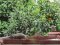 Δεκοχτούρα και Σπουργίτια - Collared Dove and House Sparrows    