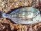 Σκαθάρι  -  Black Sea-Bream