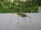 Meconema thalassinum [Oak Bush-cricket]