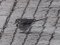 Σεισούρα (θηλ.) - White Wagtail (fem.)