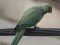 Παπαγάλος "δακτυλιόλαιμος"  -  Ring-necked Parakeet