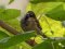 Σπουργίτι (αρσεν.)- House sparrow (male)
