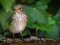 Μυγοχάφτης - Spotted Flycatcher
