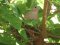 Δεκοχτούρα στα αυγά -  Collared Dove on the eggs