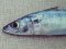 Σκουμπρί - Mackerel