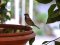 Σπουργίτι (αρσενικό)  -  House Sparrow (male)