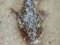 Gobius cobitis [Giant Goby]