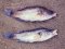 Χειλούδες  -  Peacock Wrasses