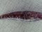 Gobius cruentatus  [Red-mouthed Goby]