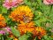 Cynthia cardui [Painted Lady]