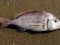 Λυθρίνι - Common Sea-Bream