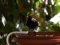 Κότσυφας (αρσενικός) - Blackbird (male)