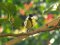 Καλόγερος (θηλ.) - Great Tit (female)