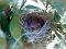 Νεογνά Αμπελουργού - Black-headed Bunting newborns