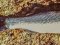Λαβράκι - Common Sea-Bass