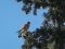 Πετροκιρκινέζι (αρσεν.) -  Kestrel (male)