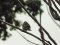 Σπίνος - Chaffinch