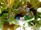 Φωλιά Μαυροτσιροβάκου σε Αγγελικούλα  - Sardenian warbler nest in a Japanese pittosporum