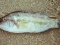 Χειλού  -  Peacock Wrasse