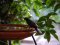 Κότσυφας (αρσενικός) - Blackbird (male)