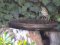 Τσίχλα - Song Thrush