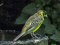 Αμπελουργός - Black-headed Bunting