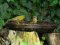 ...Συζυγικός καβγάς Φλώρων  -  Greenfinch ...domestic quarrel 