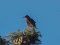 Ψαρόνι  -  Starling
