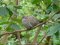 Δεκοχτούρα  -  Collared Dove