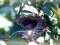 Νεογνά Αμπελουργού - Black-headed Bunting newborns