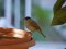 Μαυροσκούφης (αρσενικός) - Blackcap (male)