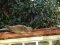 Δεκοχτούρα και Σπουργίτια - Collared Dove and House Sparrows