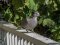 Δεκοχτούρα  -  Collared Dove