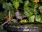 Σπουργίτι (θηλυκό)  -  House Sparrow (female)