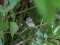 Μαυροσκούφης (αρσενικός) - Blackcap (male)